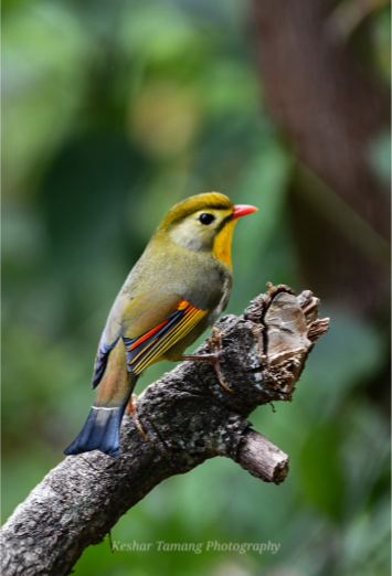 Red Billed Leiothrix